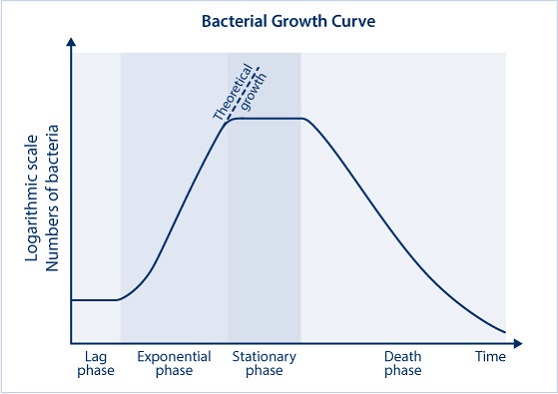  la courbe de croissance idéale d’une culture bactérienne dans un bioréacteur.
